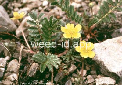 cinquefoil, silverweed