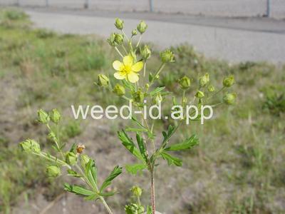 cinquefoil, silvery