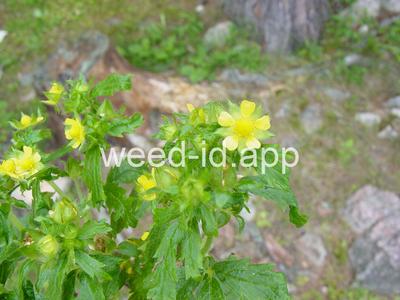 cinquefoil, silvery