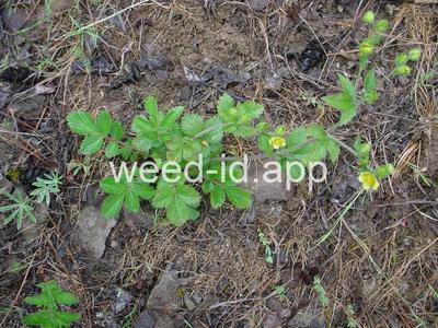Potentilla glandulosa