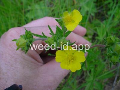 cinquefoil, slender