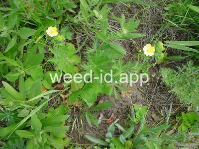 cinquefoil, slender