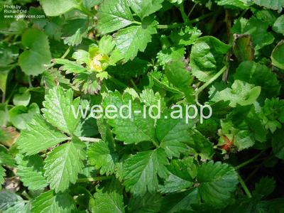 mockstrawberry, Indian