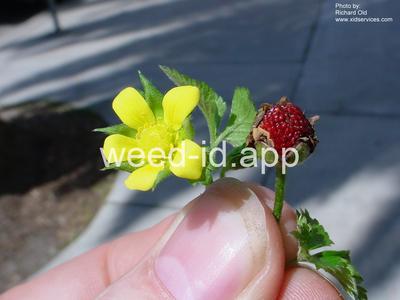 mockstrawberry, Indian