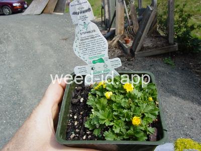 Potentilla neumanniana