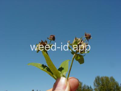 Potentilla palustris