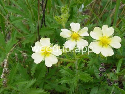 cinquefoil, sulfur