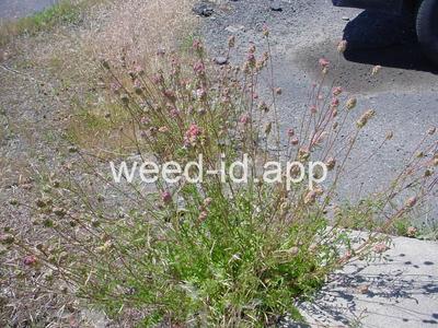 Poterium sanguisorba