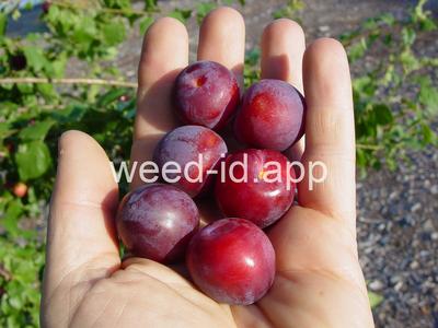 plum, cherry