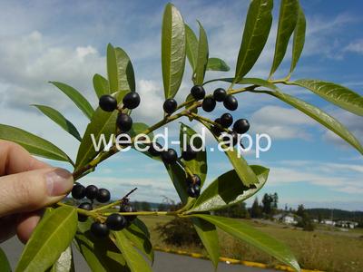 Prunus laurocerasus