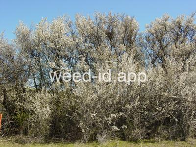 Prunus spinosa
