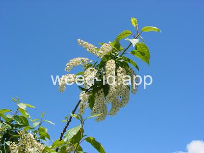 chokecherry, common