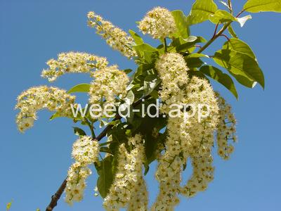 chokecherry, common