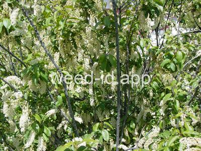 chokecherry, common