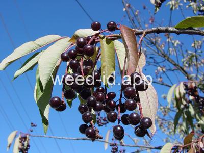 chokecherry, common