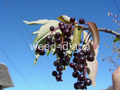 chokecherry, common