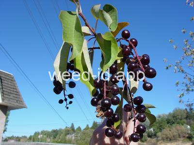 chokecherry, common