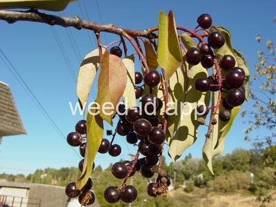 chokecherry, common