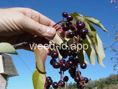 chokecherry, common