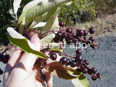 chokecherry, common