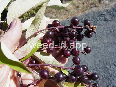 chokecherry, common