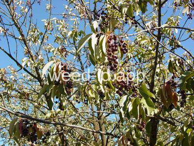 chokecherry, common