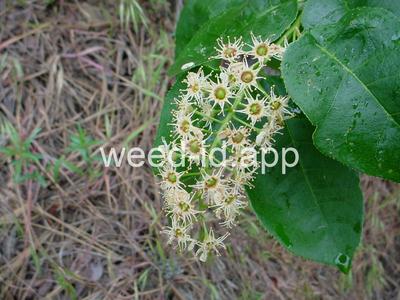 chokecherry, common