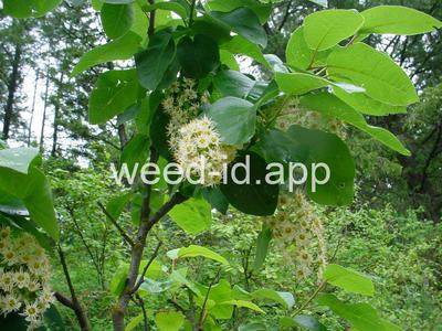 chokecherry, common
