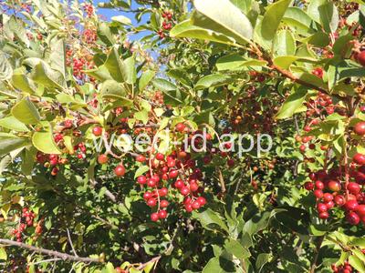 chokecherry, common