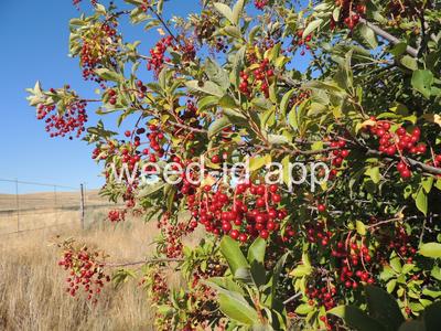 chokecherry, common
