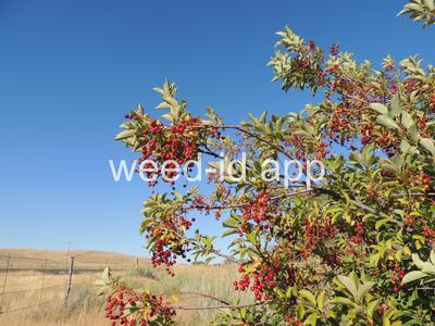 chokecherry, common