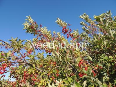 chokecherry, common