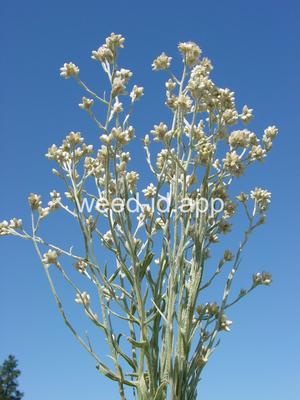 Pseudognaphalium canescens