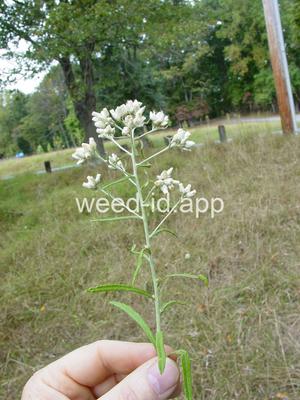 cudweed, fragrant