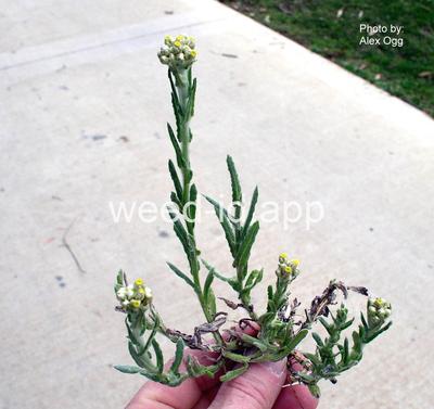 cudweed, cottonbatting