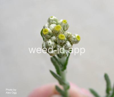 cudweed, cottonbatting
