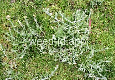 cudweed, cottonbatting