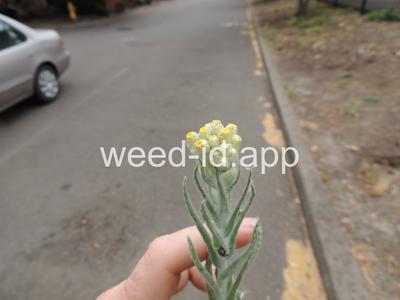 cudweed, cottonbatting