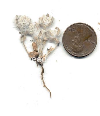 Psilocarphus oreganus