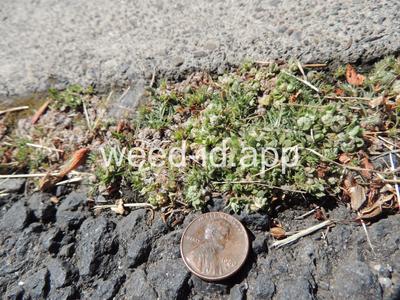 Psilocarphus tenellus