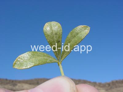 Psoralidium lanceolatum