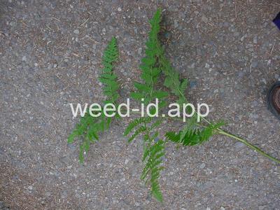 brackenfern