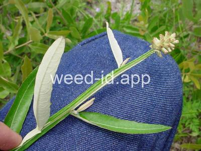 Pterocaulon pycnostachyum