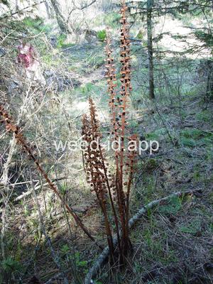 Pterospora andromedea