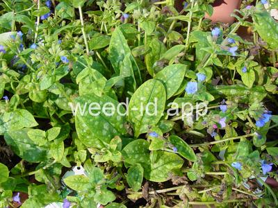 Pulmonaria saccharata