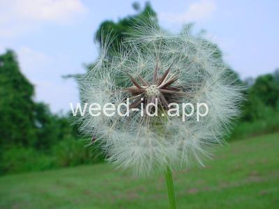 falsedandelion, Carolina