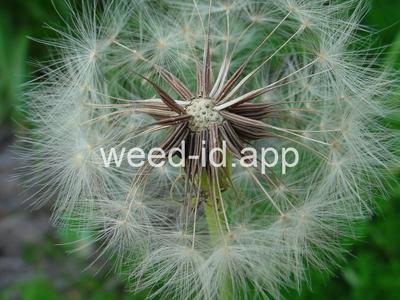 falsedandelion, Carolina