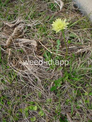 falsedandelion, Carolina