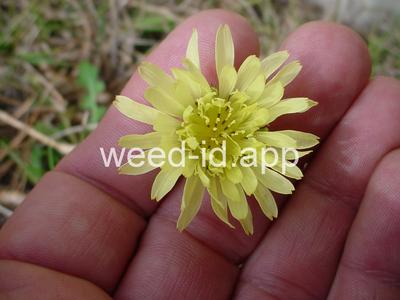 falsedandelion, Carolina