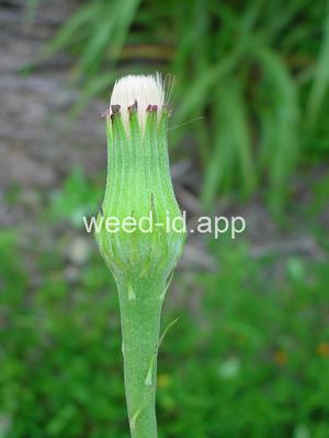 falsedandelion, Carolina